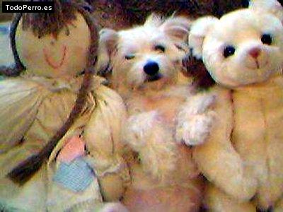 La foto del perro Koketa Foto del perro Koketa