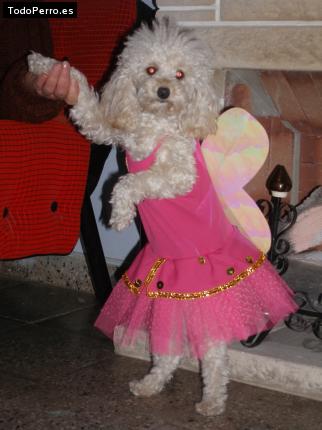 Foto del perro Cande