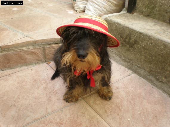 Foto del perro Trebol