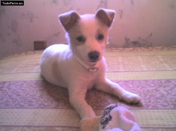 Foto del perro Sofia