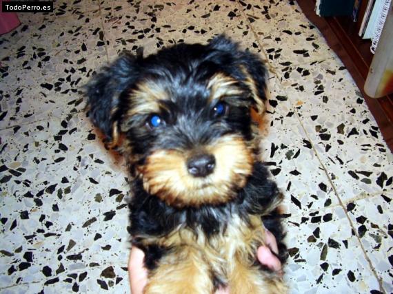 Foto del perro Scooby