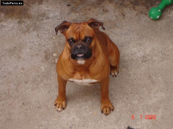 Foto del perro Titan