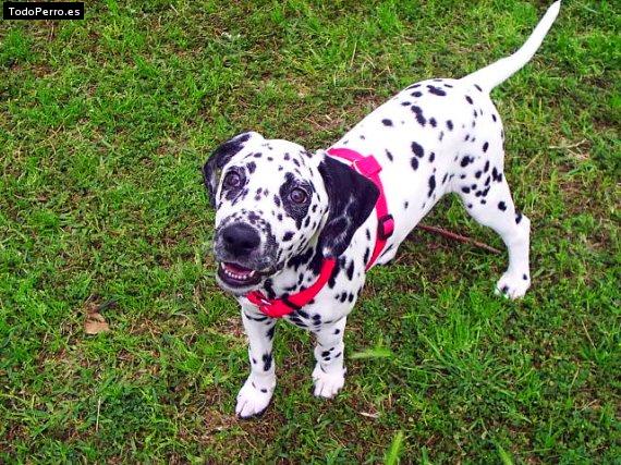 Foto del perro Tara