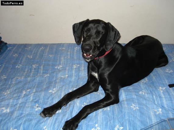 Foto del perro Cuca