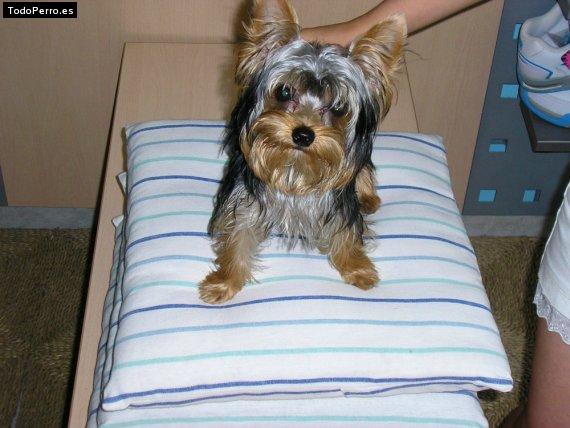 La foto del perro Lianda Foto del perro Lianda