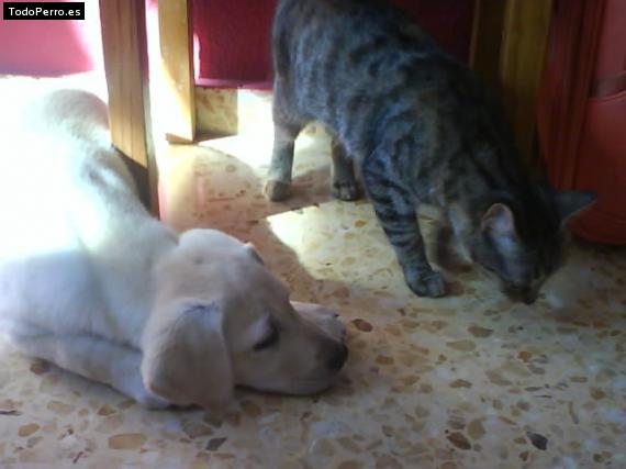 La foto del perro Wendy Foto del perro Wendy