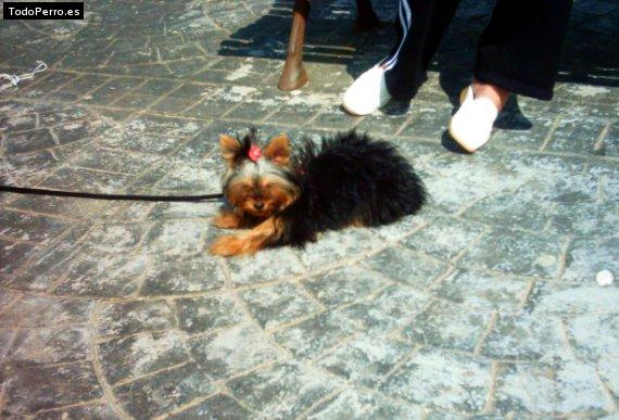 La foto del perro Kitty Foto del perro Kitty