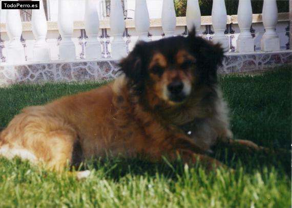 La foto del perro Rufo Foto del perro Rufo