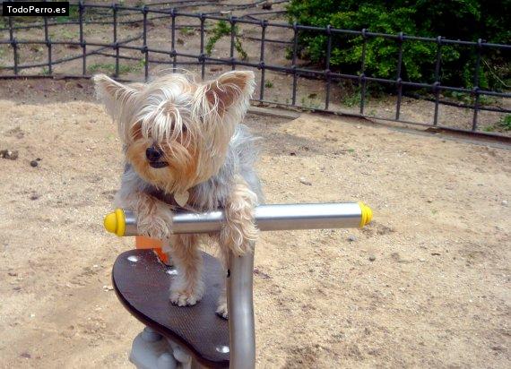 Foto del perro Sugar