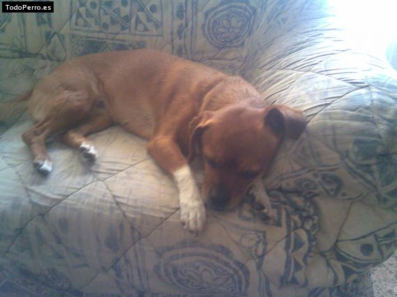Foto del perro Deysi