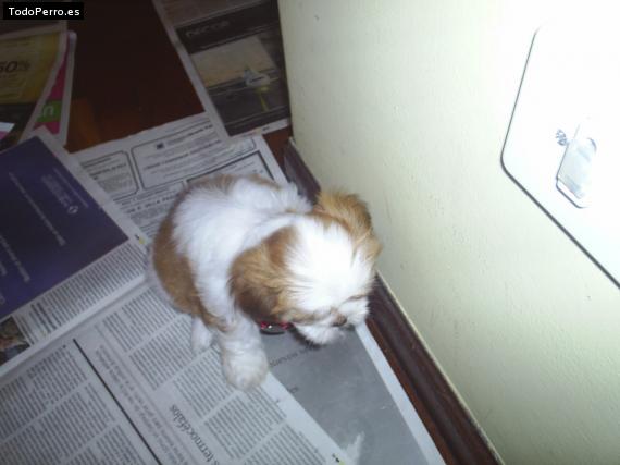 Foto del perro Tati