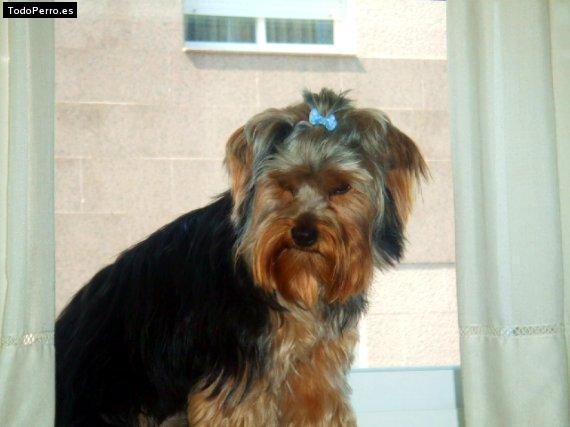 La foto del perro Guru Foto del perro Guru