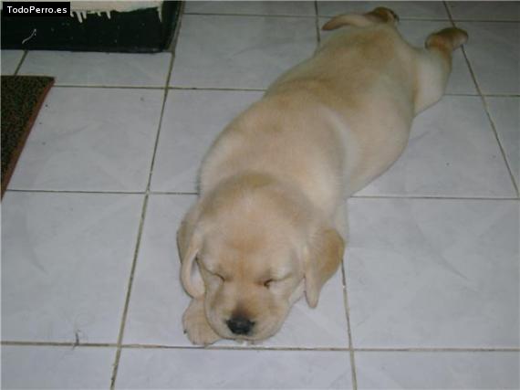 La foto del perro Kala Foto del perro Kala