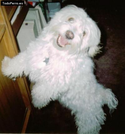 Foto del perro Tobias