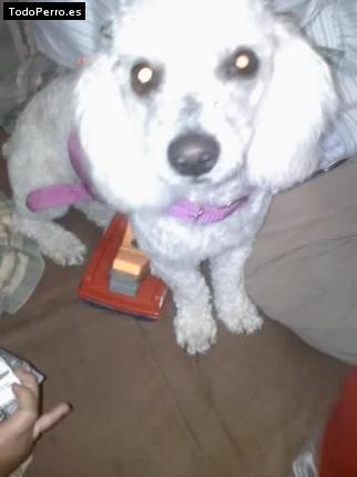 Foto del perro Cleo