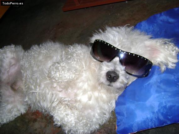 Foto del perro Junior