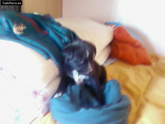 Foto del perro Rocco