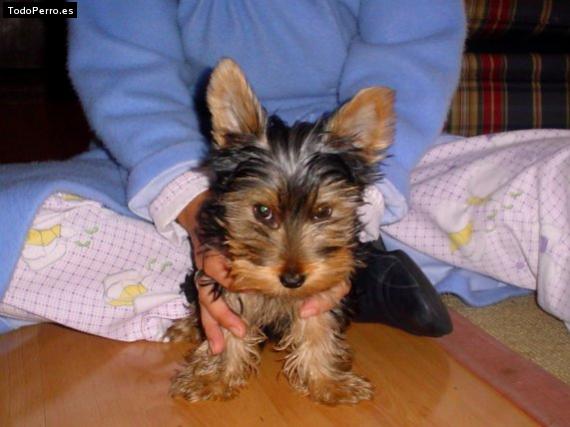 La foto del perro Chiqui Foto del perro Chiqui