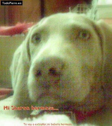 Foto del perro Sharon