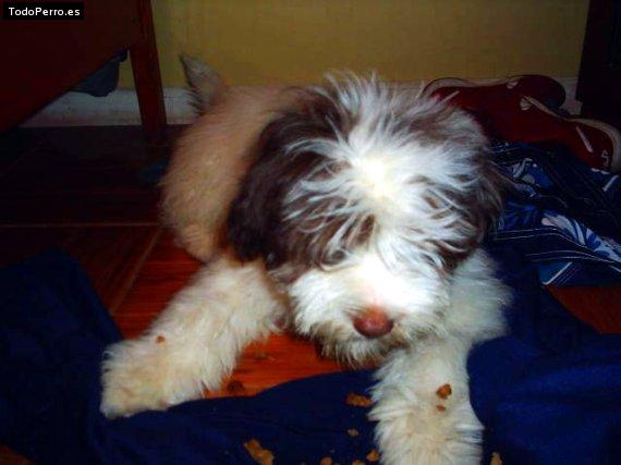 Foto del perro Sebastian 