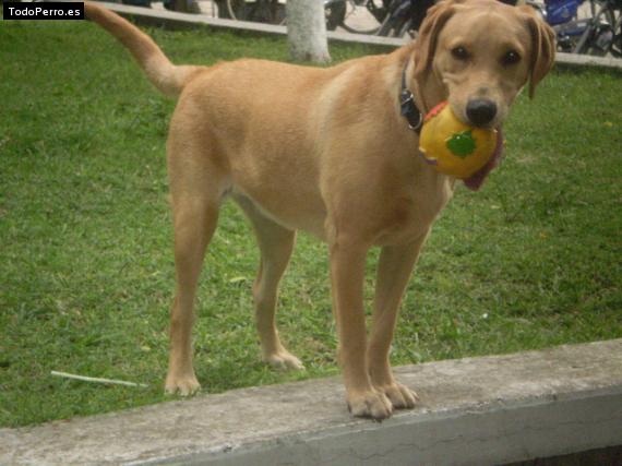 Foto del perro Niña