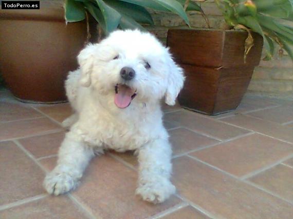 Foto del perro Tana