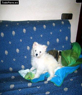 La foto del perro Leslyta Foto del perro Leslyta