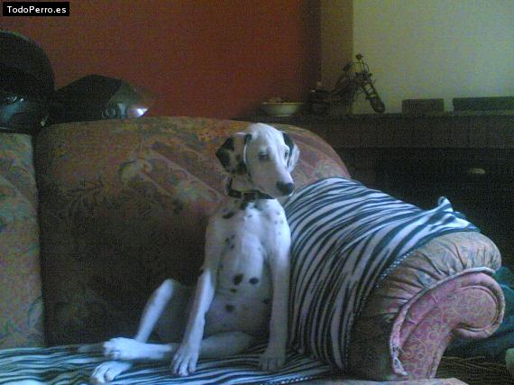 Foto del perro Tola