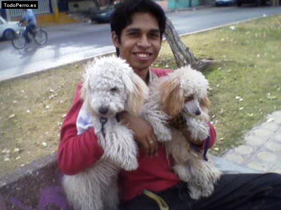 Foto del perro Sharpey  y  popy