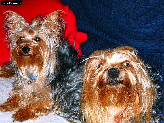 La foto del perro Miko y puka Foto del perro Miko y puka