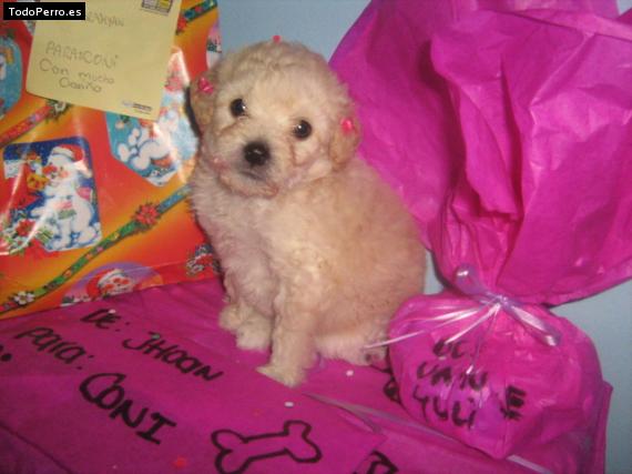 Foto del perro Coni