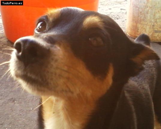 La foto del perro Mateo Foto del perro Mateo