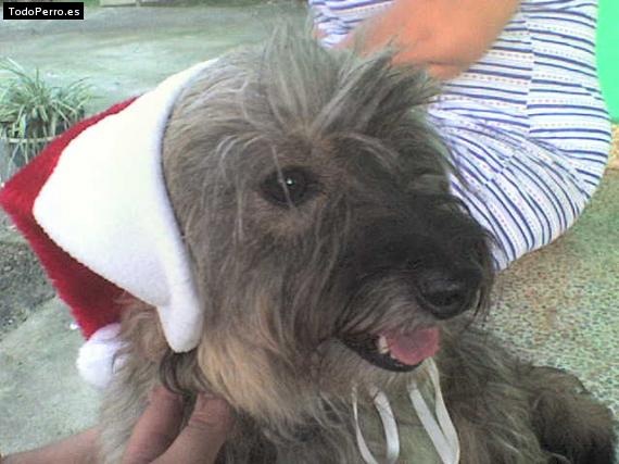 La foto del perro Muñeca Foto del perro Muñeca