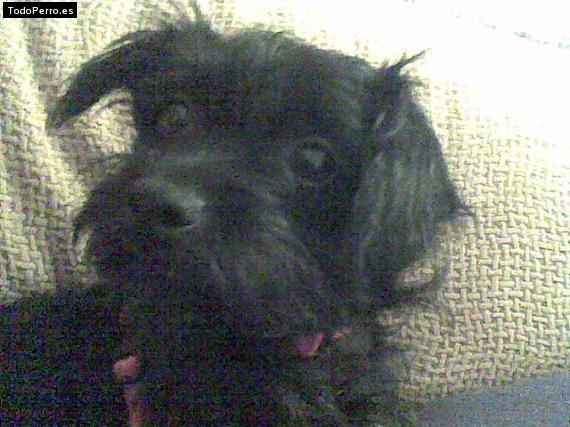 Foto del perro Hannah