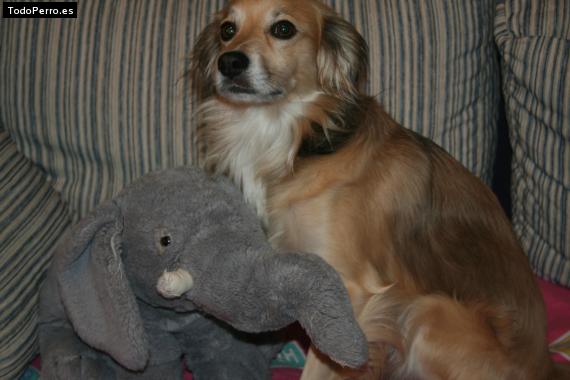 Foto del perro Homer