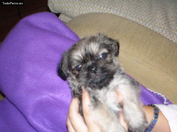 Foto del perro Chispa