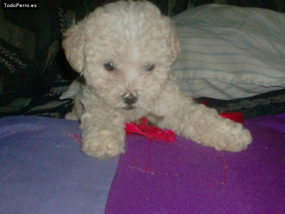 Foto del perro Coky