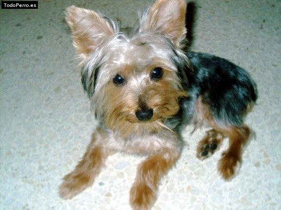 Foto del perro Spuky