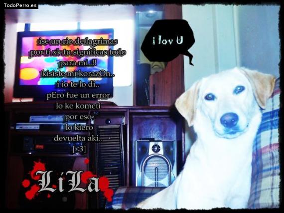 La foto del perro Lila Foto del perro Lila