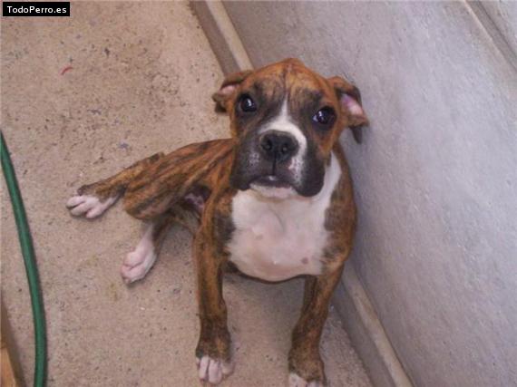 Foto del perro Drago