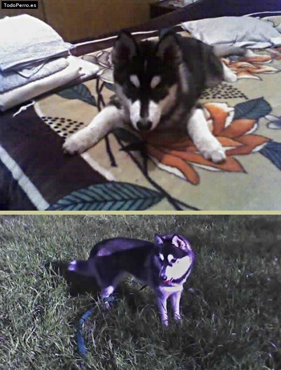 Foto del perro Kyara