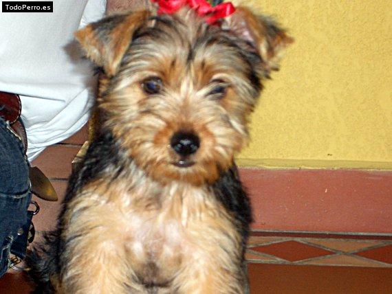 Foto del perro Sussy