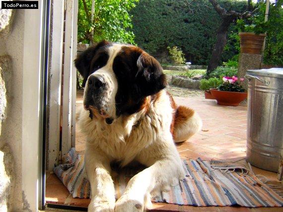 Foto del perro Bully