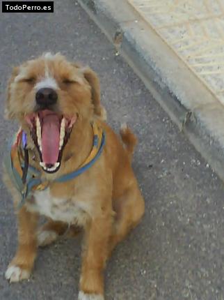 Foto del perro Escotti