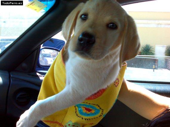 La foto del perro Gio Foto del perro Gio