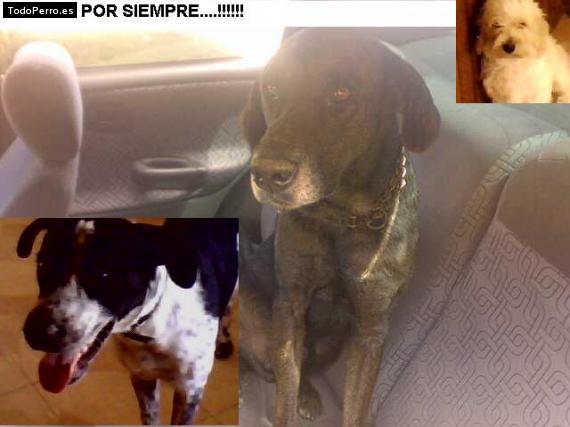 Foto del perro Jacinto, petruquio y panfilo