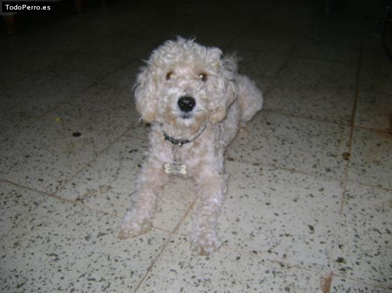 Foto del perro Coffe