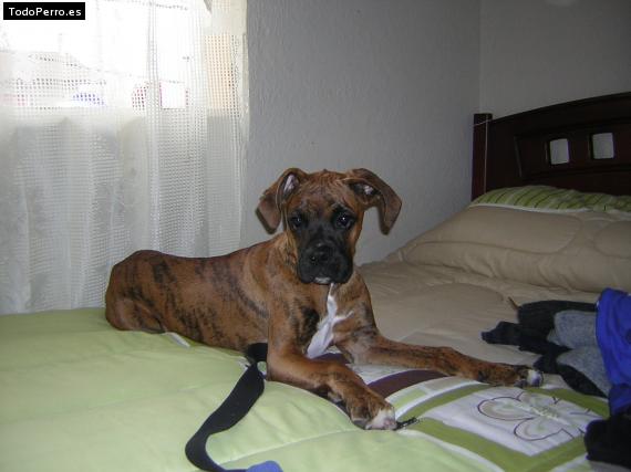 Foto del perro Tob