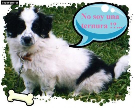 Foto del perro Quiñe