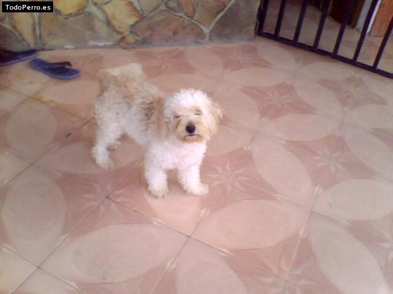 Foto del perro Jacinto
